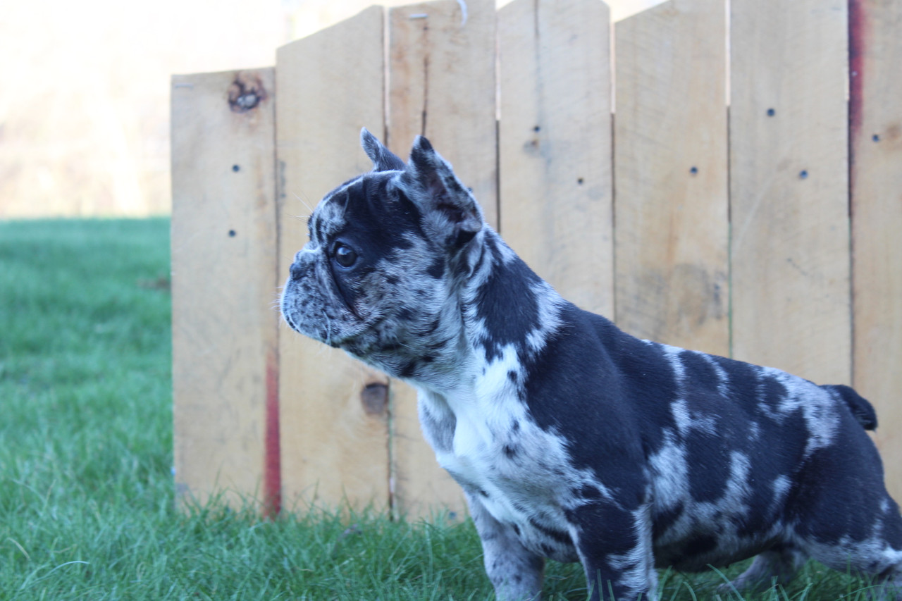 April, AKC French Bulldog Puppy | Blossom Ridge Bulldog