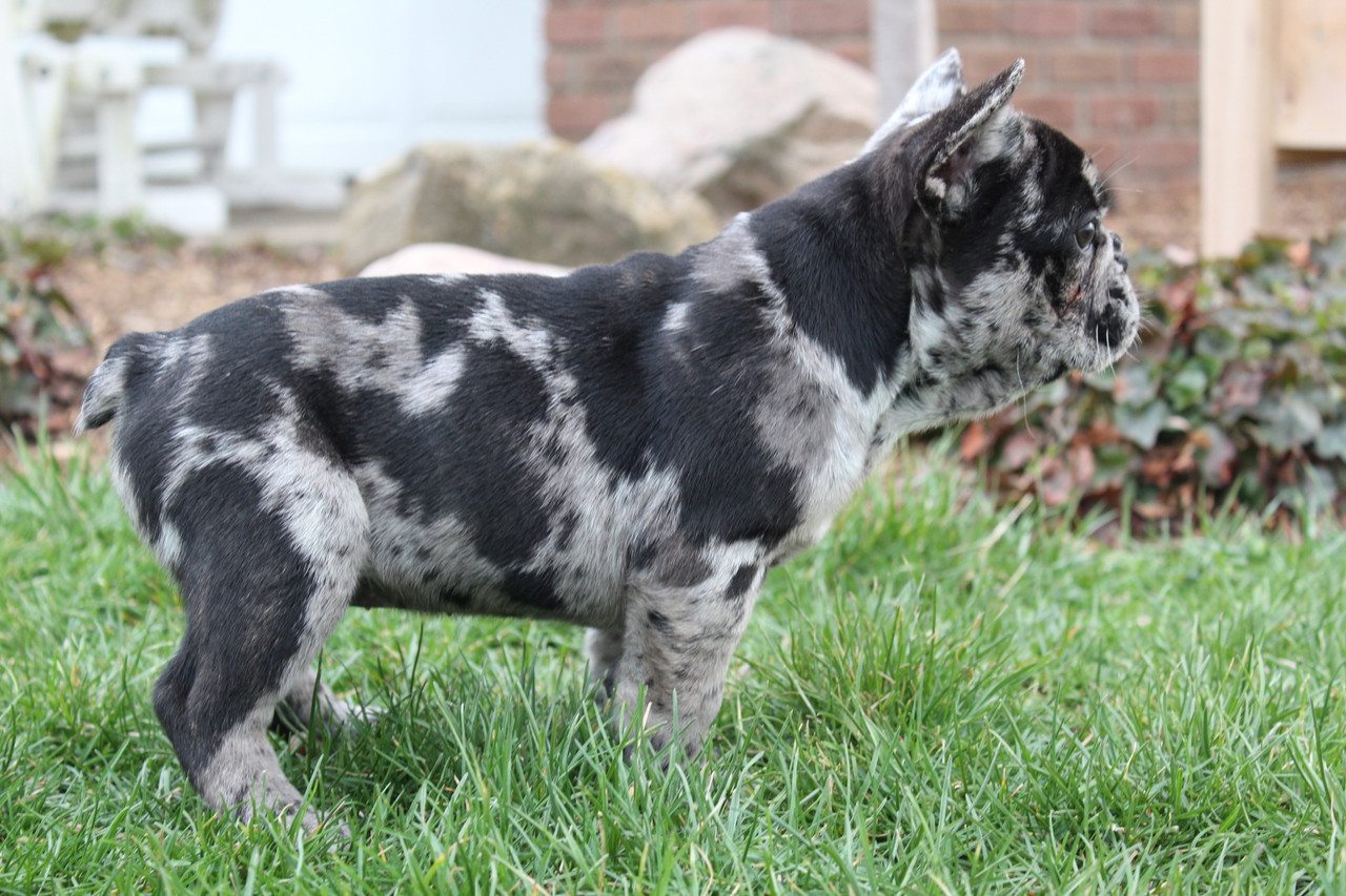 April, AKC French Bulldog Puppy | Blossom Ridge Bulldog