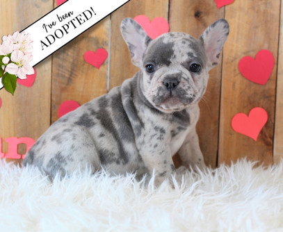 Hunter Akc French Bulldog Puppy Blossom Ridge Bulldogs