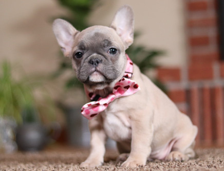 Ginger hot sale french bulldog