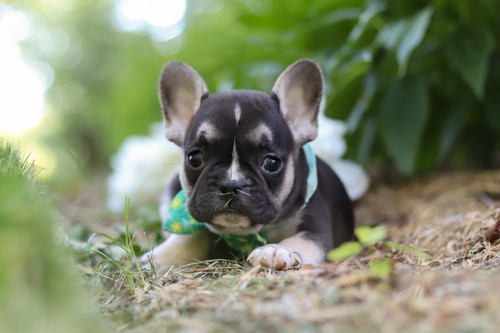 Percy (M)