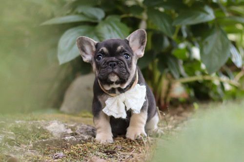 Pierre (M)