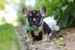 Percy (M)