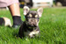 Chase (M)