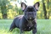 Briar