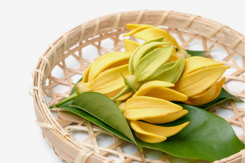 A GLIMPSE AT YLANG YLANG ESSENTIAL OIL