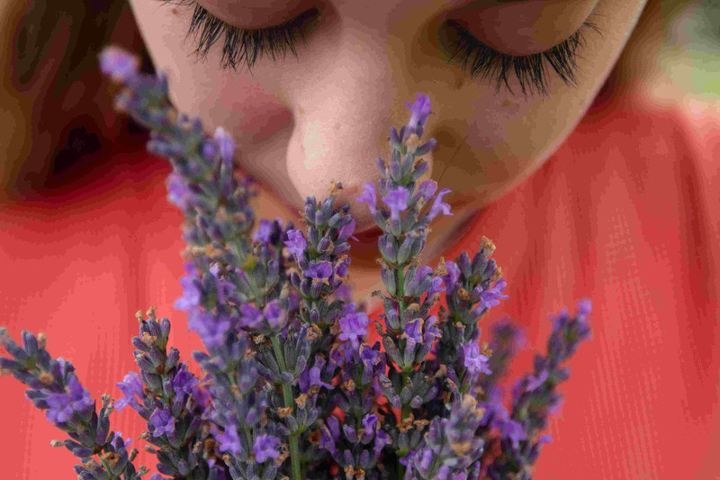 How to Make Lavender Oil