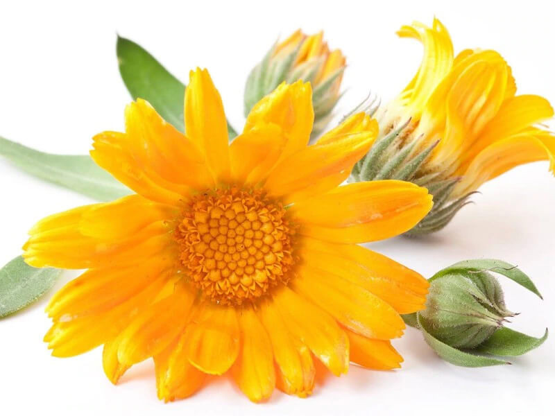 The benefits of Calendula Oil