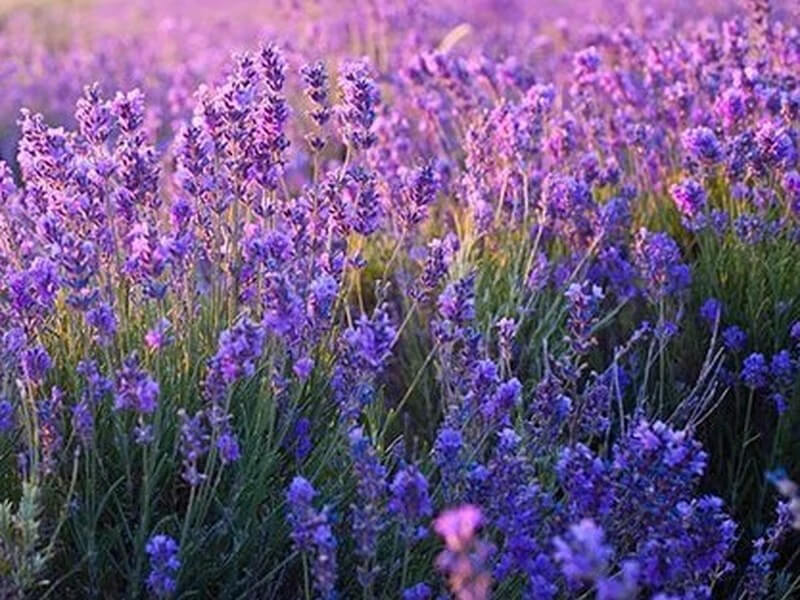 16 Practical Uses For Lavender Oil Around The Home