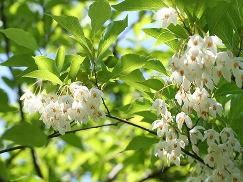 Benzoin Essential Oil: Origins and Uses