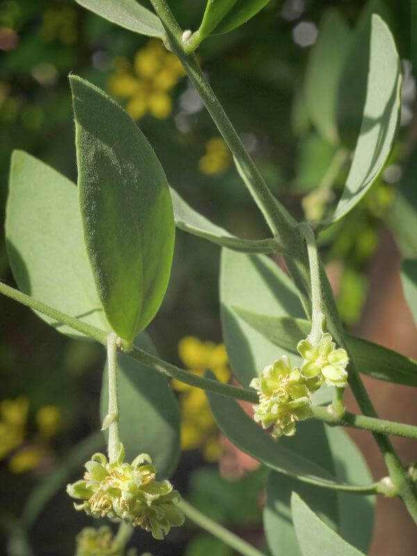 Liquid gold – What Is Jojoba Oil