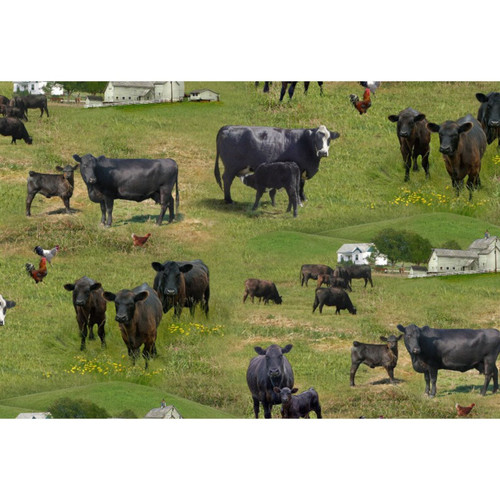 Angus Cattle on green grass backgorund, 45" wide, 100% cotton.