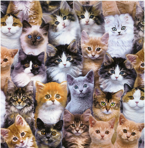 EE Schenck: Adorable Pets; Cats; multi color; 43/44", 100% Cotton