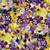 Beautiful Floral print of lavenders, purples and yellows, 45", 100% cotton.