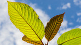 White, Red & Green Maeng Da Kratom Effects, Dosage & Benefits