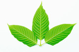 What Makes White Thai Kratom So Amazing?