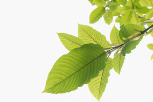 Is kratom Legal? Where Can You Get It?