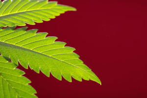 Red Bali Kratom Effects, Benefits, Safety, & More