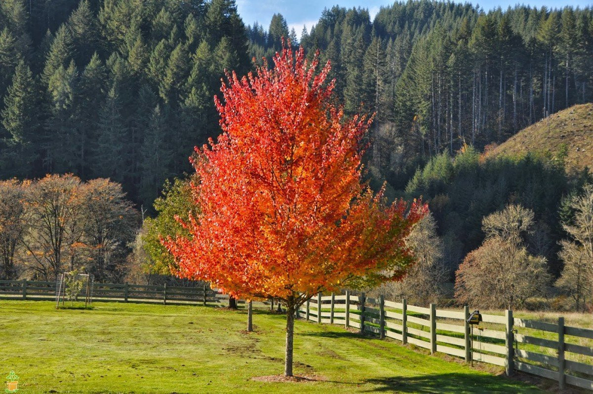 Fast Growing Trees For Sale | Buy Trees Online Near Me