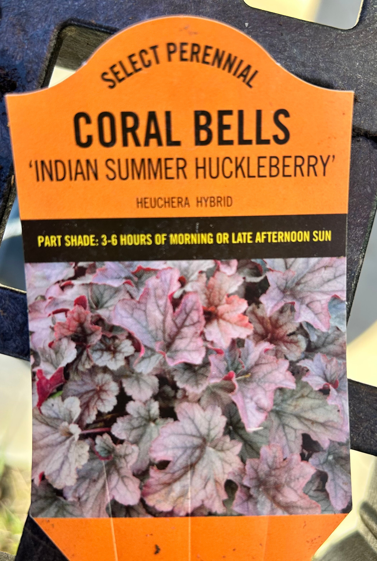 Coral Bells For Sale Buy Coral Bells Online Heuchera