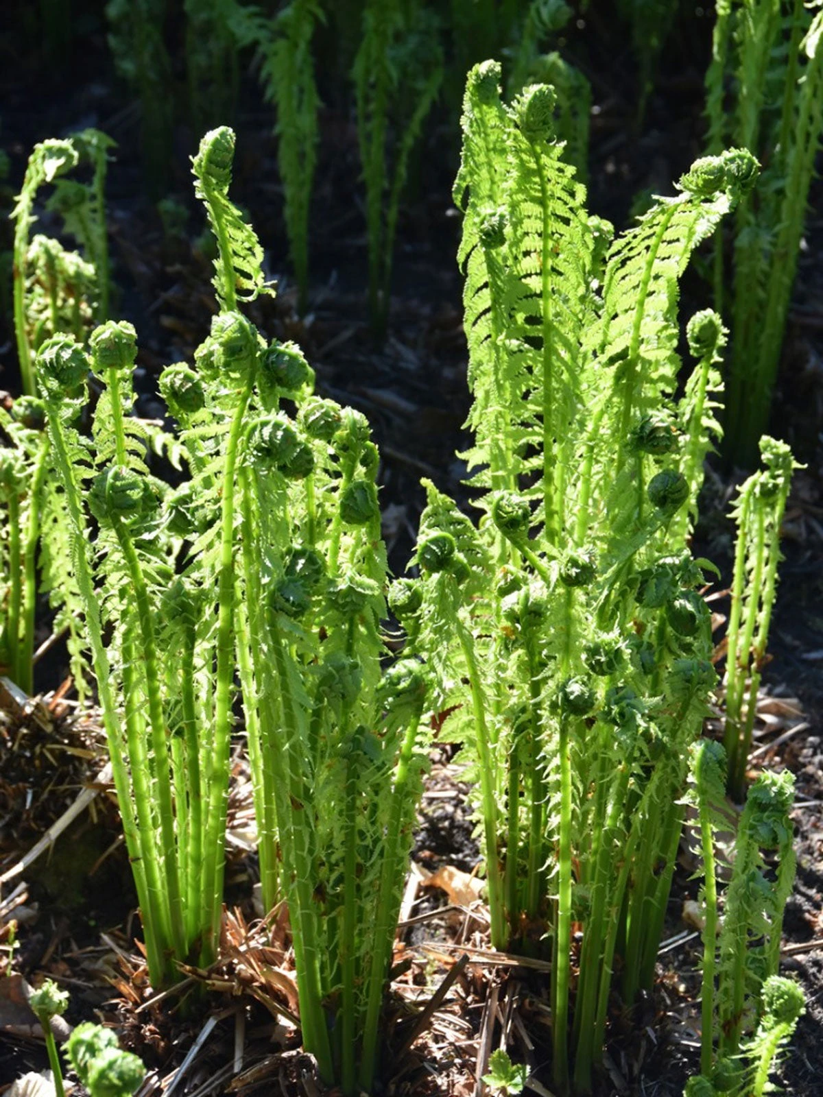 Ostrich Ferns For Sale | Fast Growing Fern Plants Online