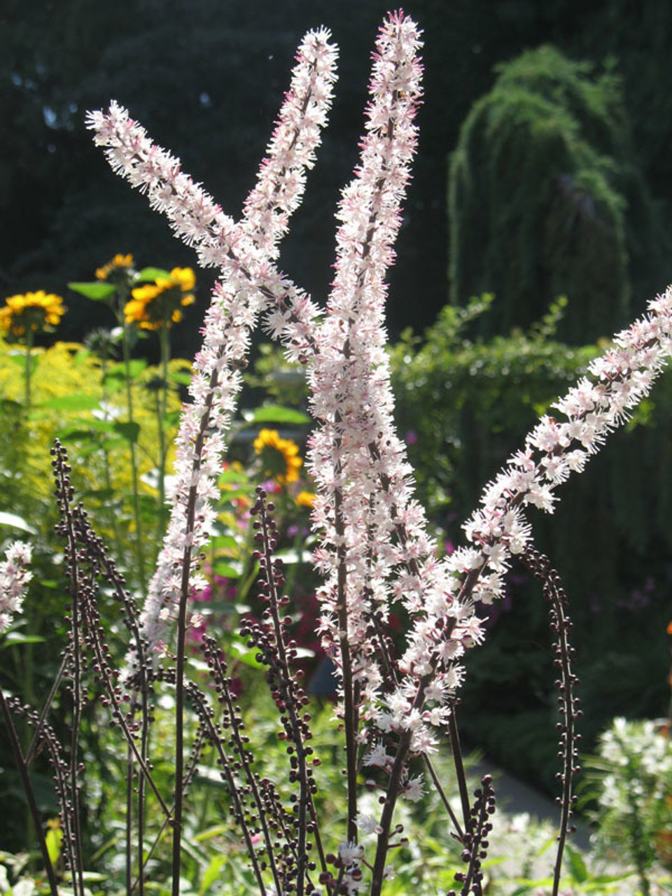 Black Cohosh