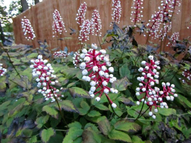 White Baneberry Plant For Sale Native Wildflowers Nursery