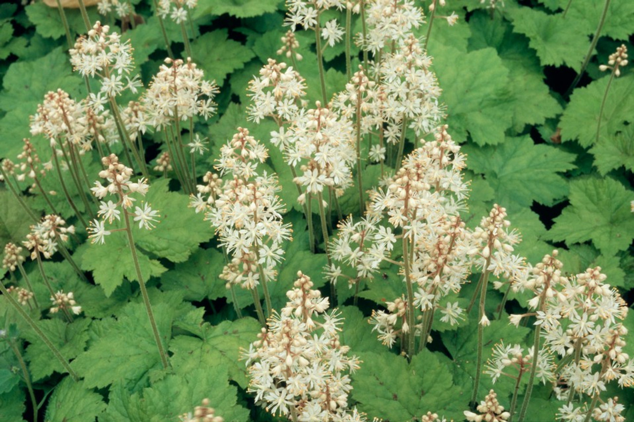 Tiarella cordifolia Allegheny foam flower Z 3-9 - Heritage Flower Farm