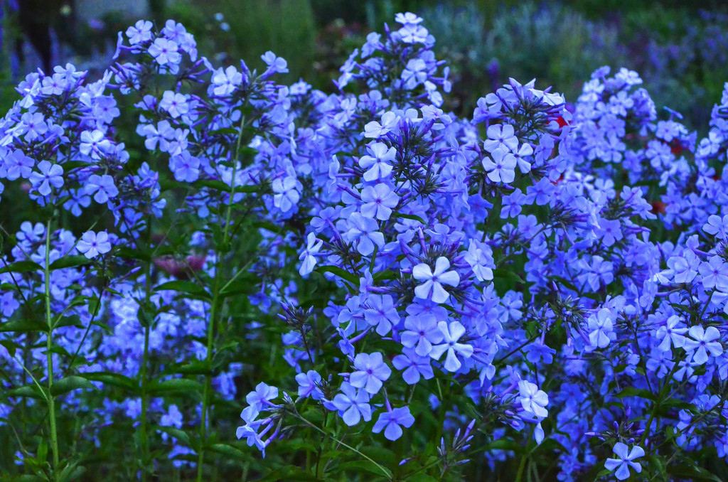 Native Wildflowers Creeping Phlox - Thumbnail 2