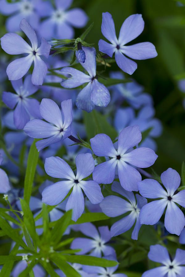 Native Wildflowers Creeping Phlox