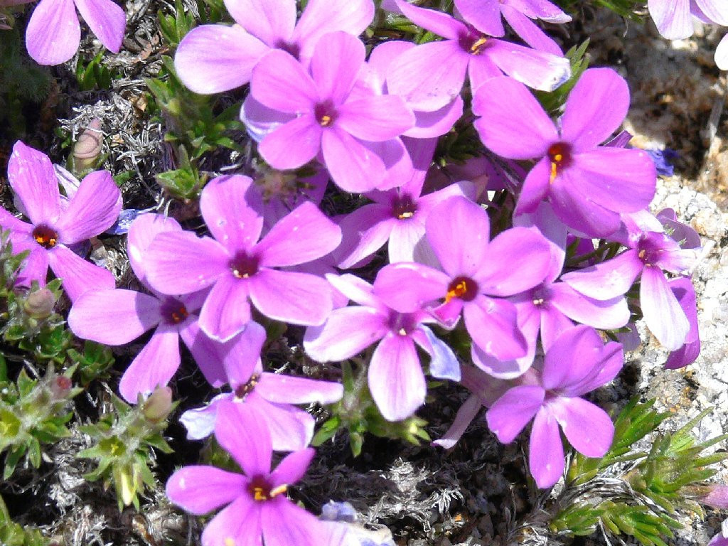 Native Wildflowers Creeping Phlox - Thumbnail 3