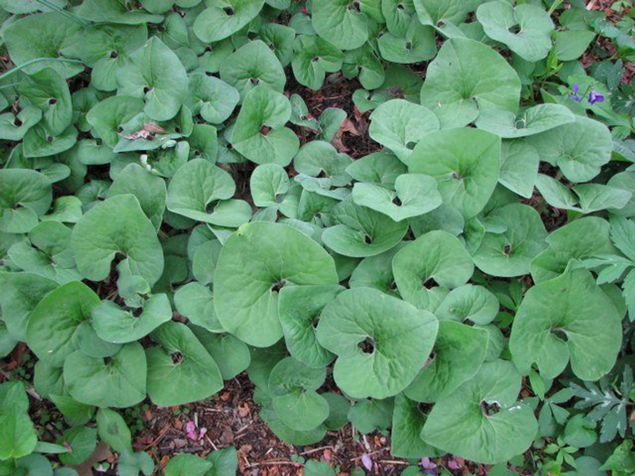 wild ginger plant