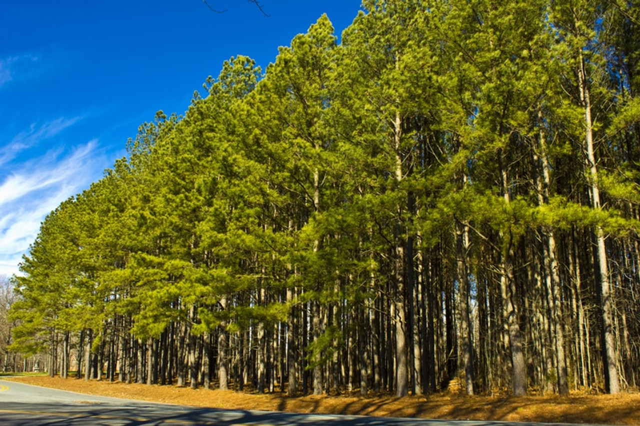 loblolly pine forest