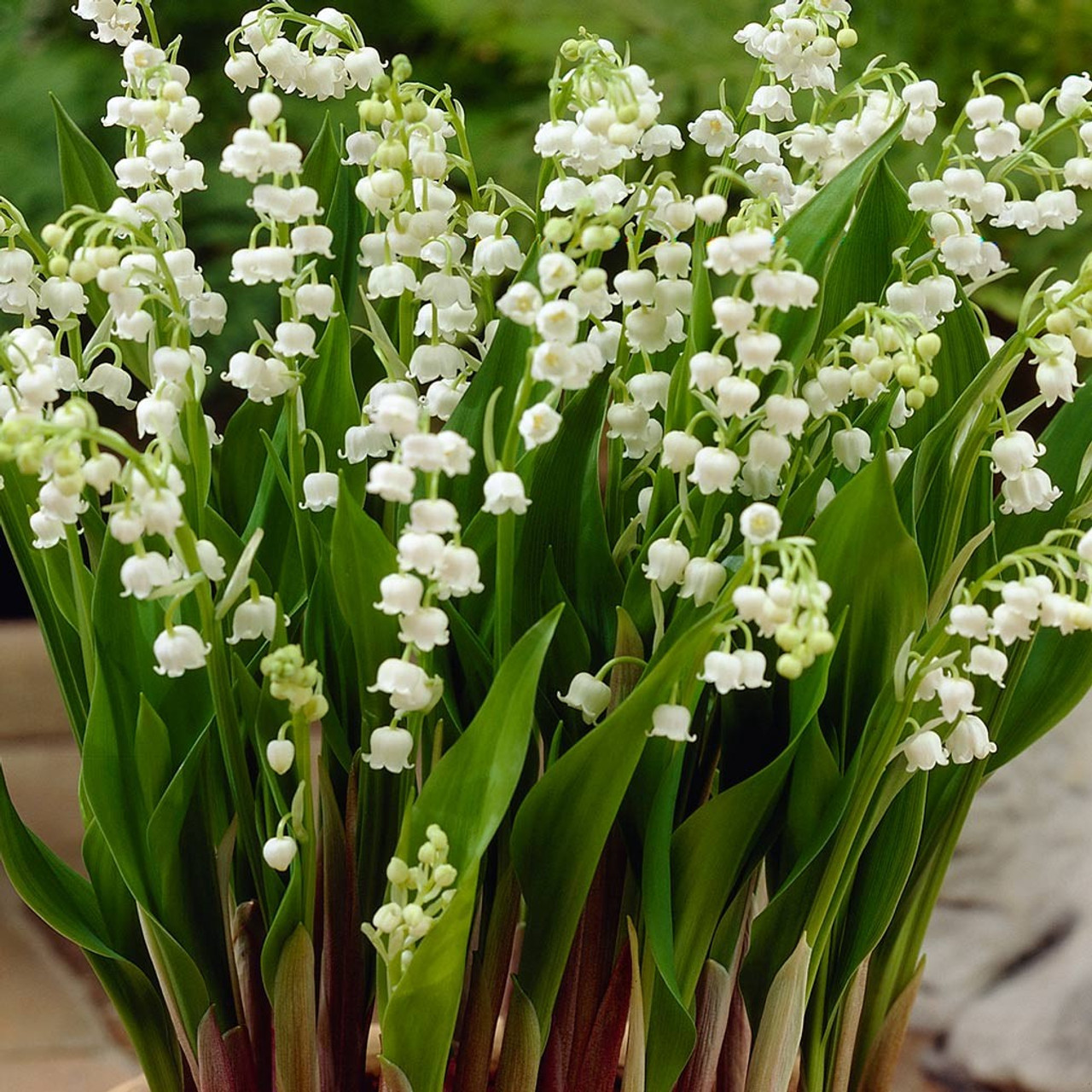 Lily of the Valley Flowers - How to Grow Convallaria majalis in Pots