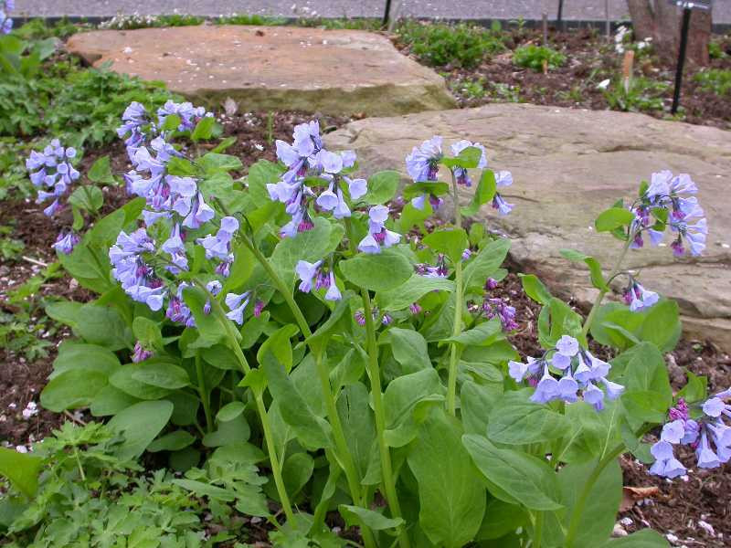 Buy Virginia Bluebells | Virginia Bluebells For Sale Online