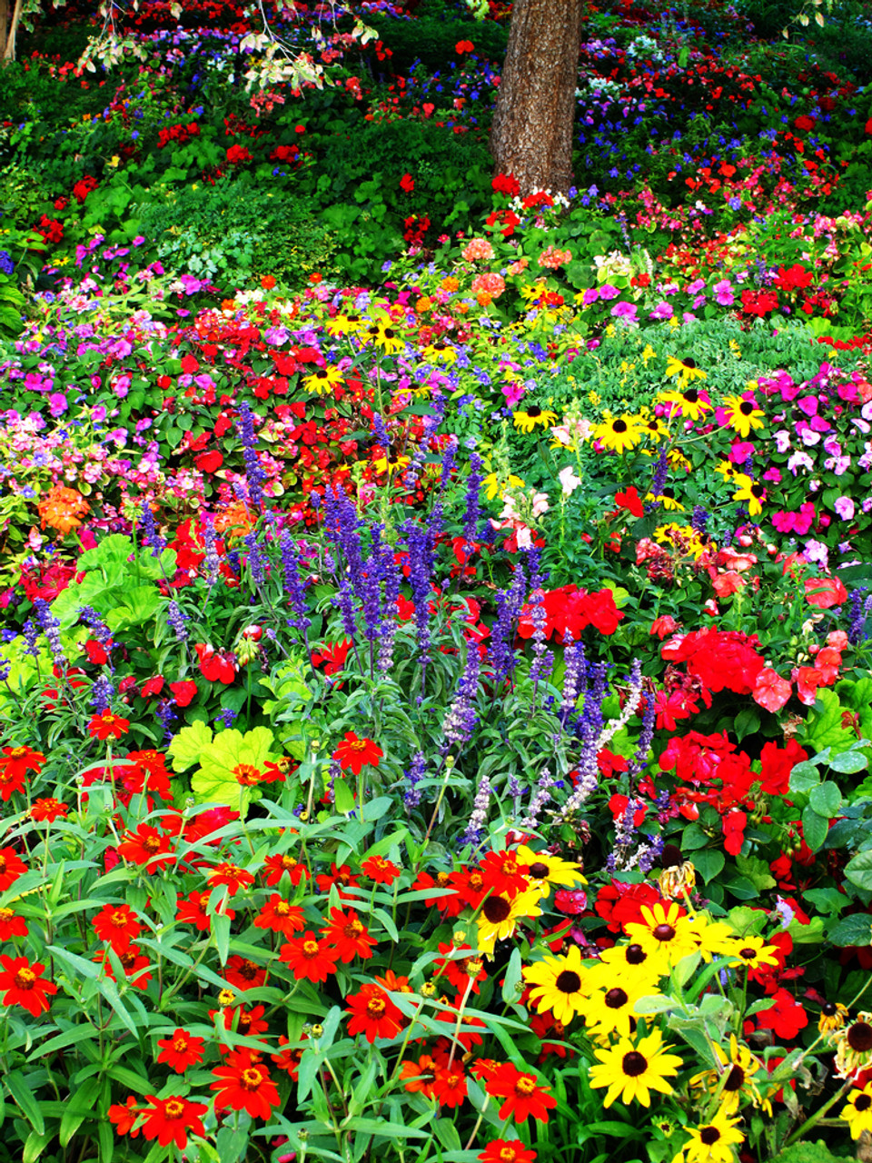 Wildflower Garden Landscaping Collection