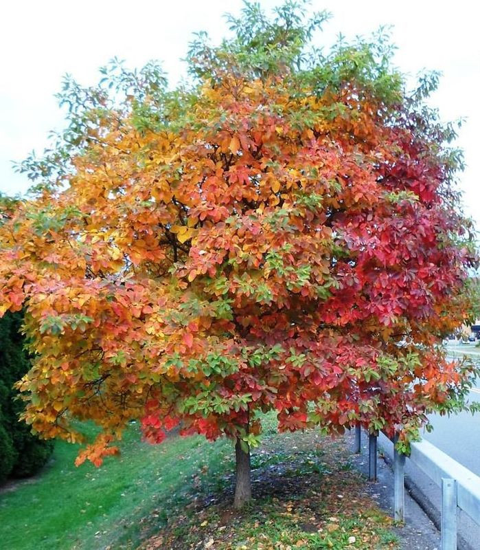 Sassafras Trees For Sale | Fast Growing Trees Near Me