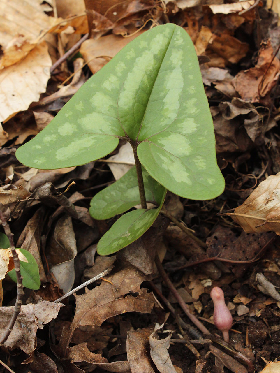 wild ginger ground cover