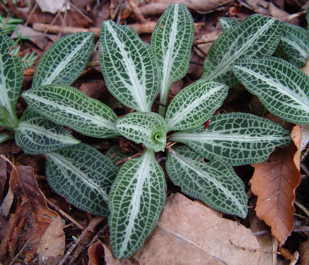 Buy Downy Rattlesnake Plantain | Evergreen Groundcover Plant