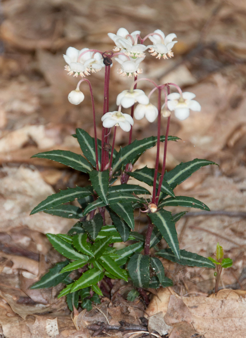 wintergreen