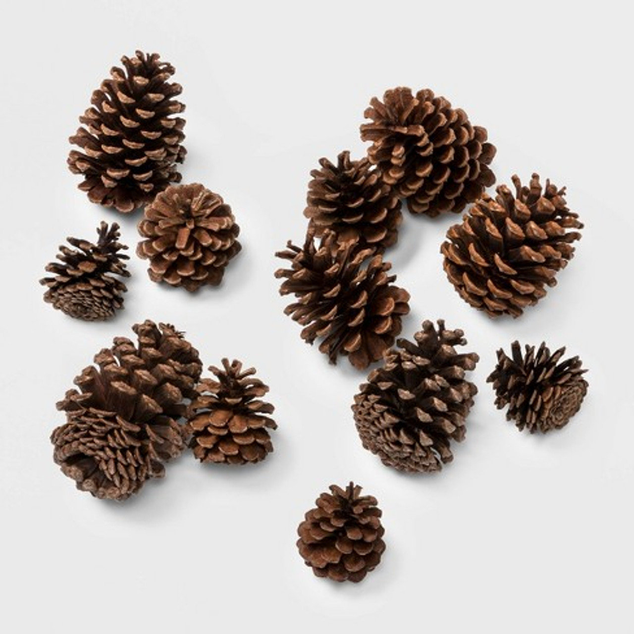 loblolly pine tree cones