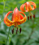 Spring Blooming Perennials