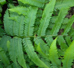 Goldie's Wood Fern