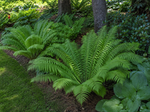 Goldie's Wood Fern