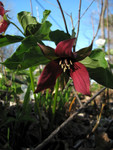 Red Trillium in the woods have gorgeous dark red foliage.