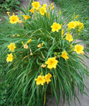 Yellow Daylilies are low maintenance and can be planted anywhere.