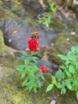 Red Cardinal Flower Red Cardinal Flower