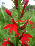 Red Cardinal Flowers have stunning blooms all Summer long.