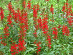 Red Cardinal Flowers are wetland perennials that can sustain in standing water.
