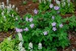 Wild Geraniums are a low maintenance flower that will look great anywhere.